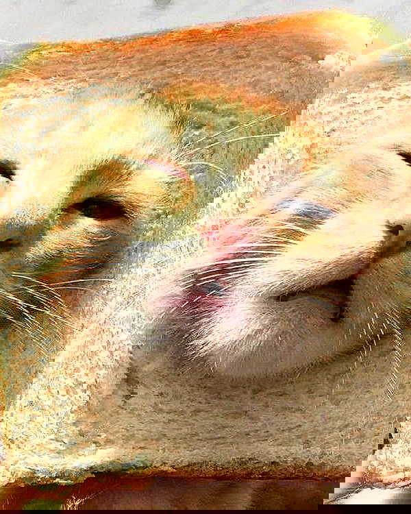 _tero._ image ~ Altpins