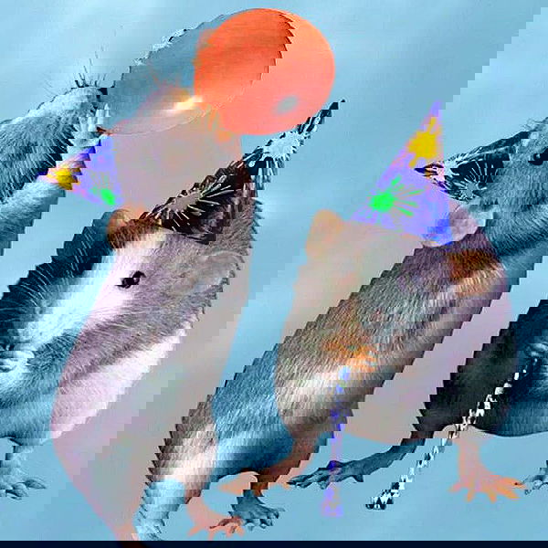 _tero._ image ~ Altpins