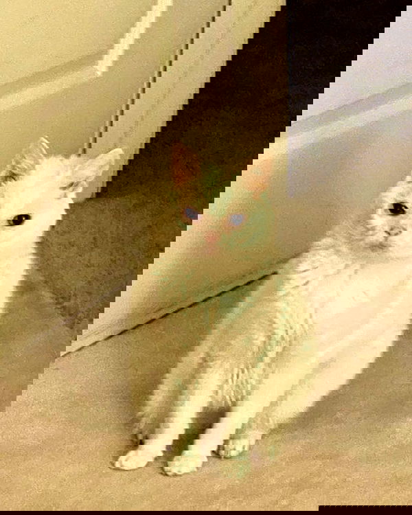 _tero._ image ~ Altpins