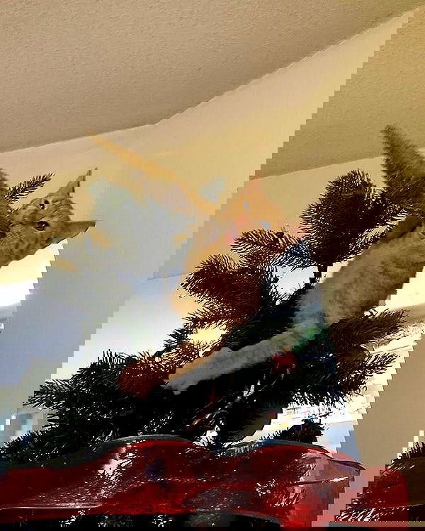 _tero._ image ~ Altpins