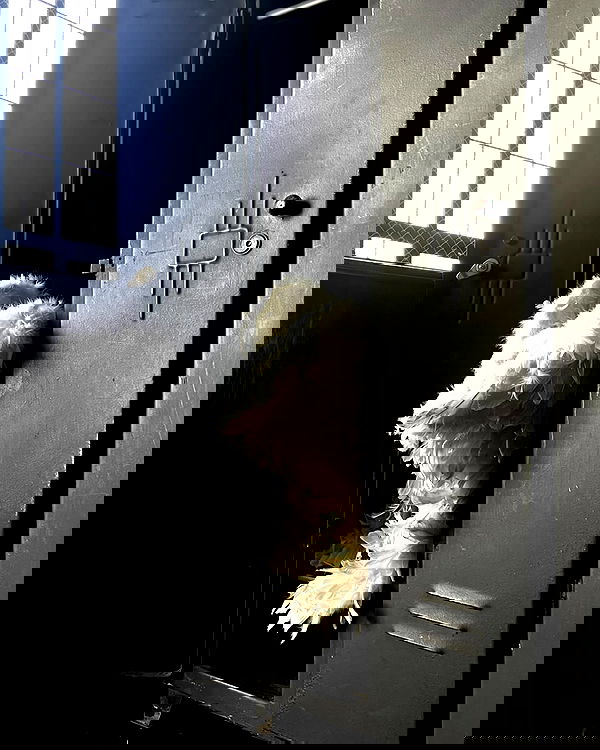 _tero._ image ~ Altpins