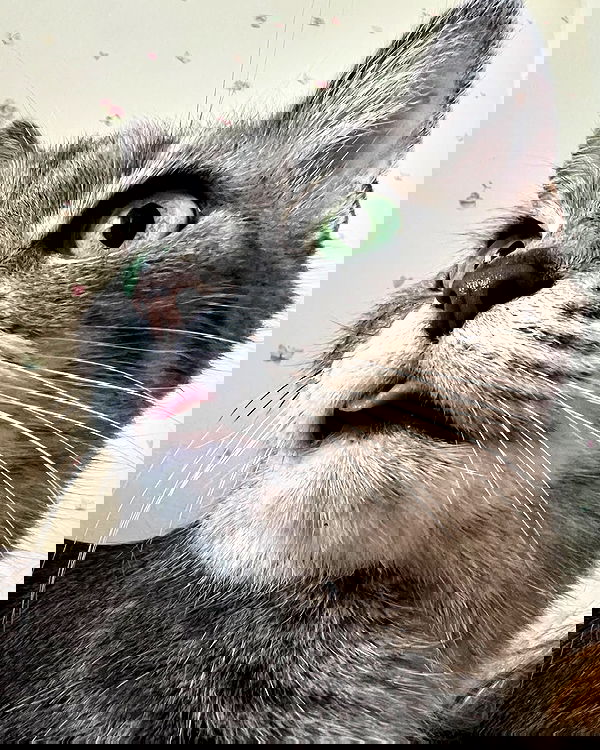 _tero._ image ~ Altpins