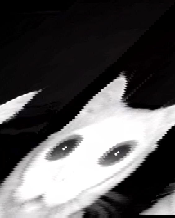 _tero._ image ~ Altpins