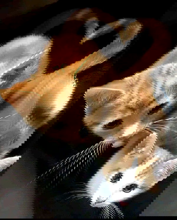 _tero._ image ~ Altpins