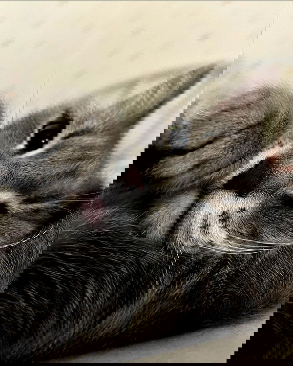 _tero._ image ~ Altpins