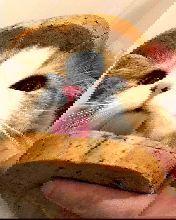 _tero._ image ~ Altpins