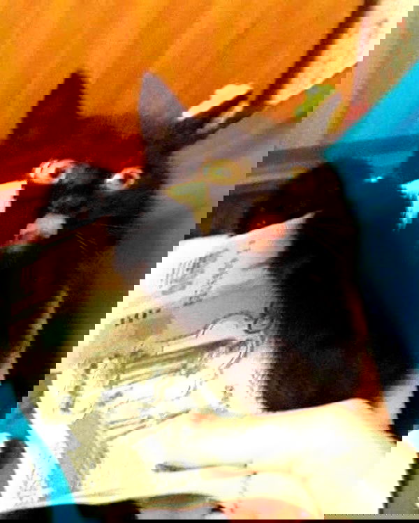 _tero._ image ~ Altpins