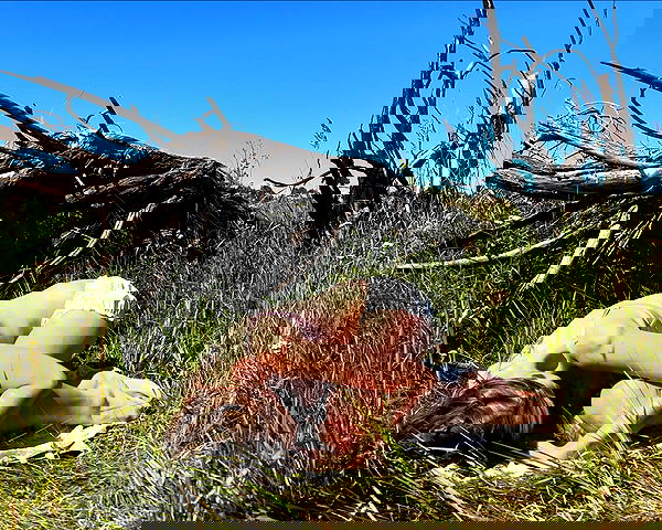 _tero._ image ~ Altpins