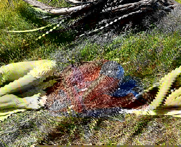 _tero._ image ~ Altpins