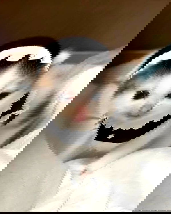 _tero._ image ~ Altpins