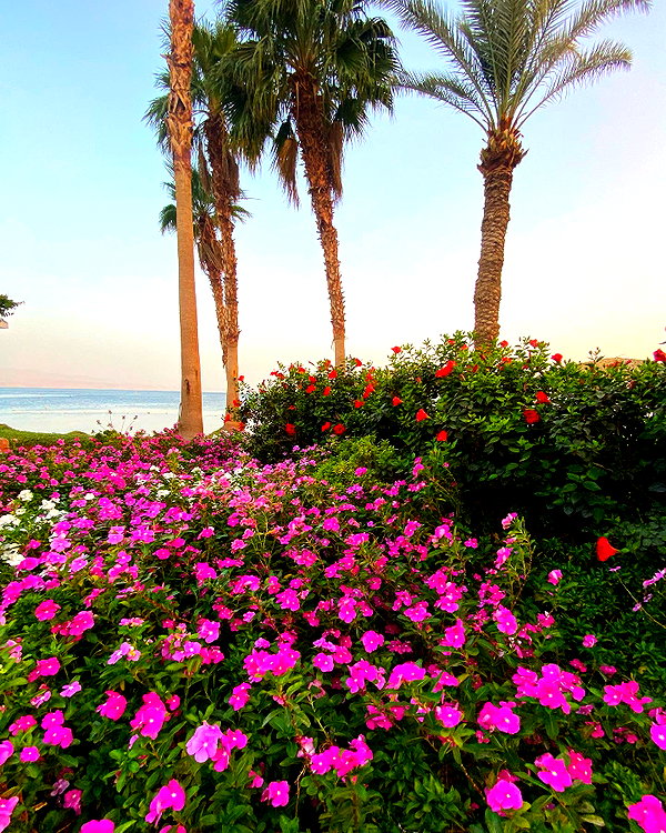 a.shaked_ instagram image archive image