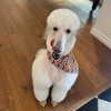 addisonraee Altpins Profile Picture