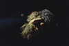addisonraee Altpins Profile Picture