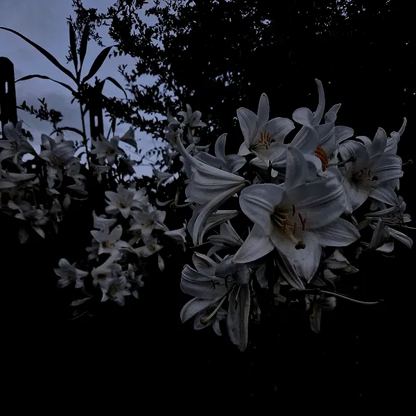 aekamee aekamee archive image