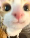akariiiiiiiu Altpins Profile Picture
