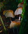 aleiisha.piixiie Altpins Profile Picture