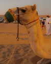 alexuhh_g Altpins Profile Picture