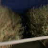 algofobica Altpins Profile Picture