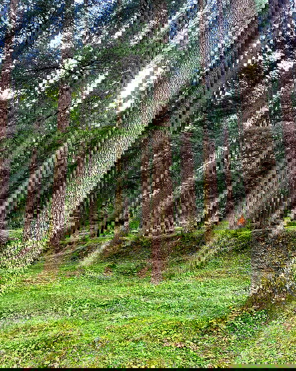 alice.skym alice.skym archive image