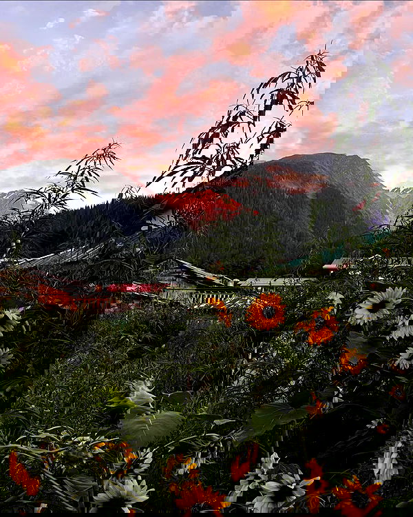 alice.skym alice.skym archive image