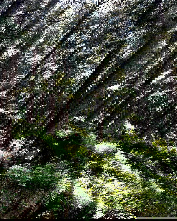 alice.skym alice.skym archive image