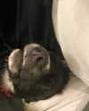 alicematildr Altpins Profile Picture