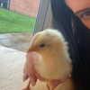 alicematildr Altpins Profile Picture