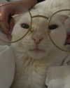 alisatvoya Altpins Profile Picture