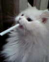 alisatvoya Altpins Profile Picture