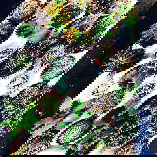 allygravemade image ~ Altpins