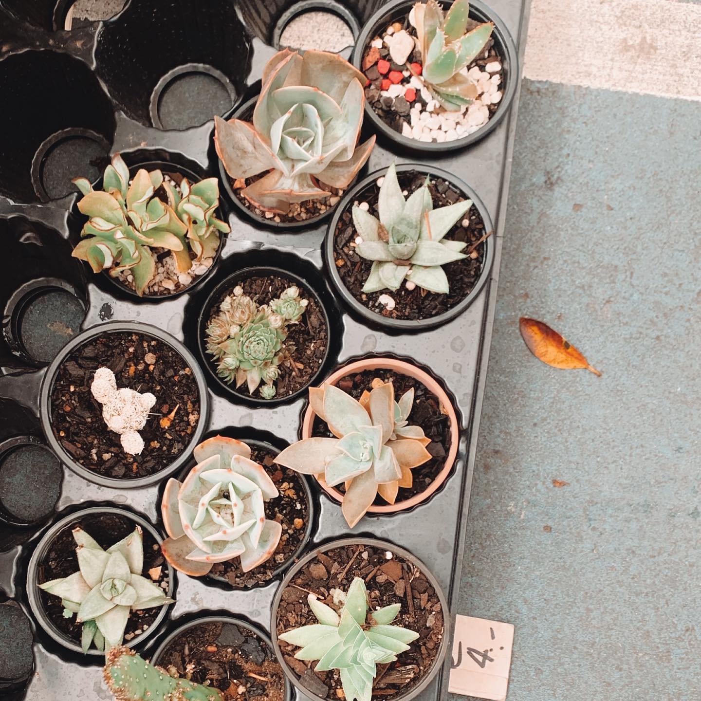 allygravemade instagram image archive image