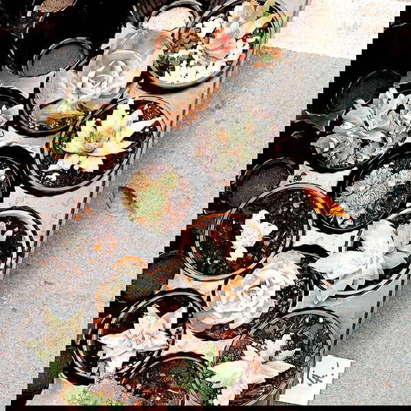 allygravemade image ~ Altpins