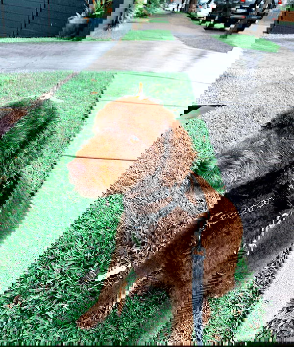 allygravemade image ~ Altpins