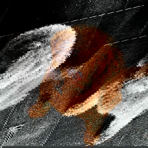 allygravemade image ~ Altpins