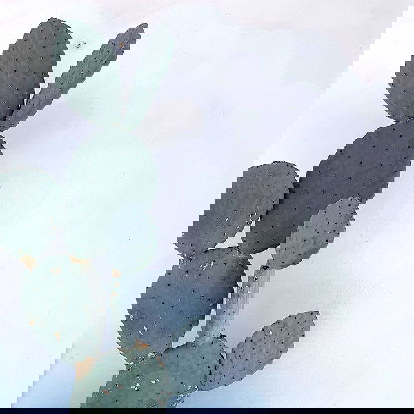 allygravemade image ~ Altpins