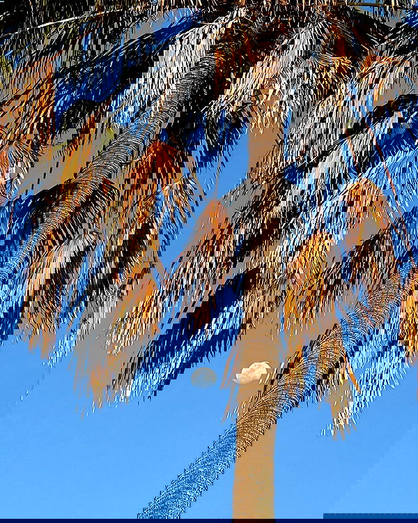 allygravemade image ~ Altpins