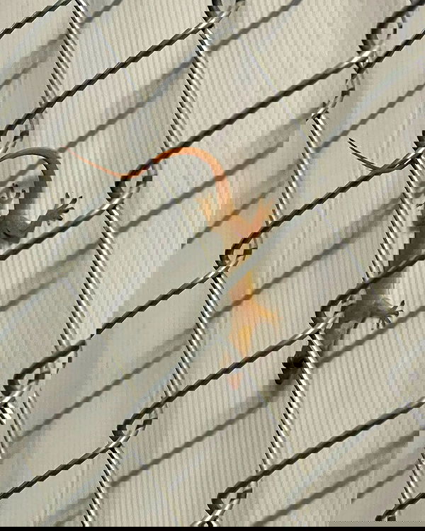 allygravemade image ~ Altpins