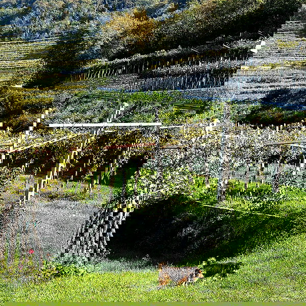 allygravemade image ~ Altpins