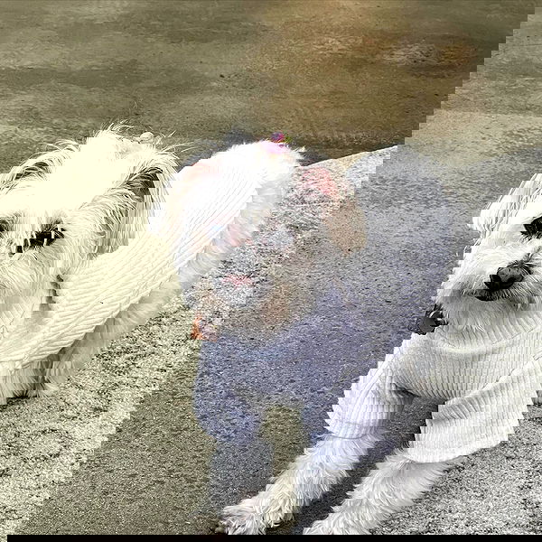 allygravemade image ~ Altpins