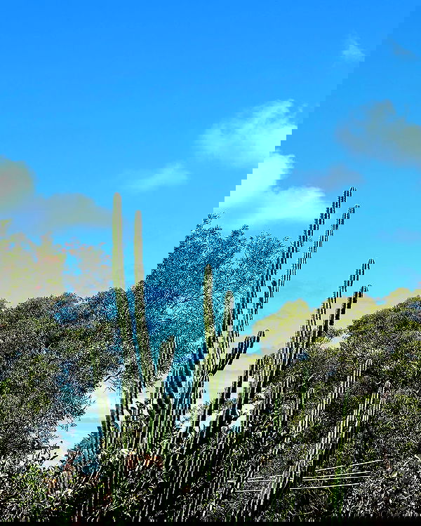 allygravemade image ~ Altpins