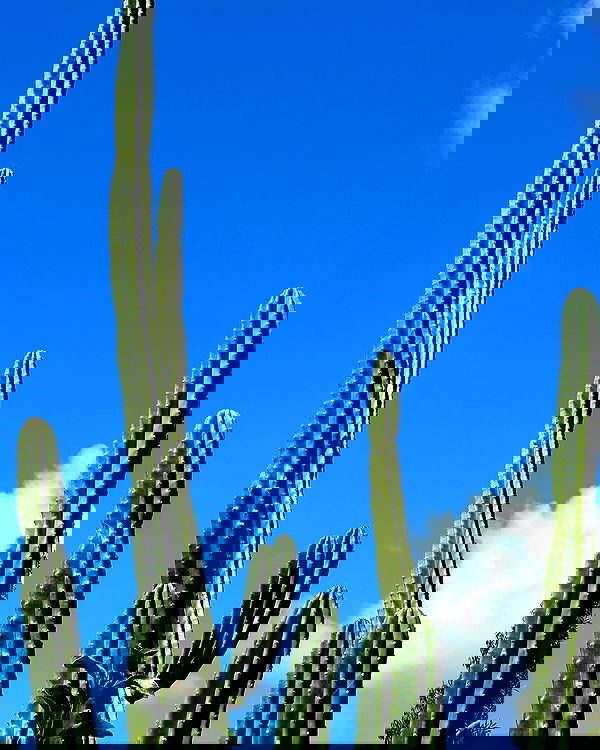 allygravemade image ~ Altpins