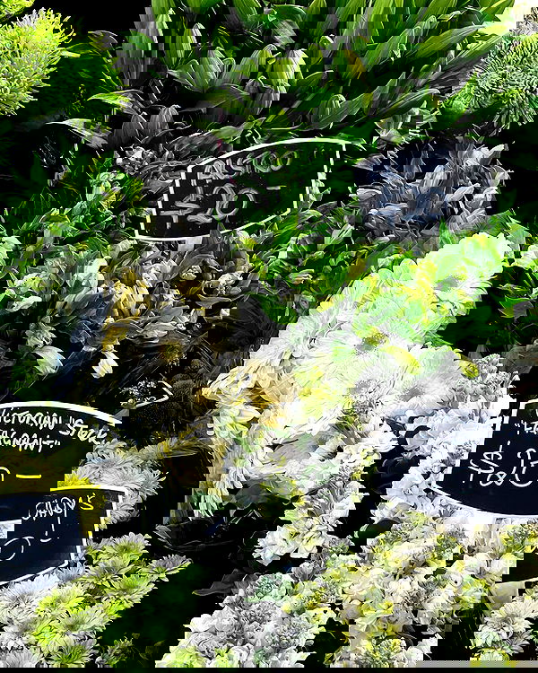 allygravemade image ~ Altpins