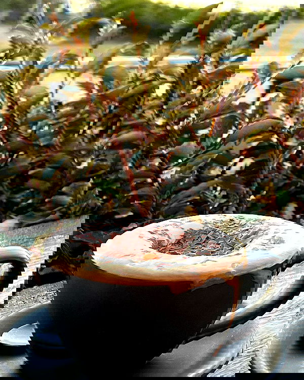 allygravemade image ~ Altpins