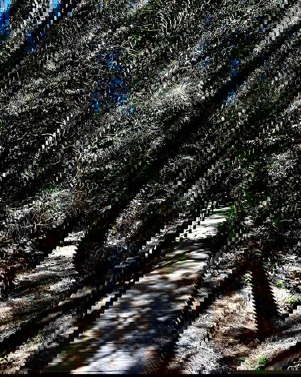 allygravemade image ~ Altpins