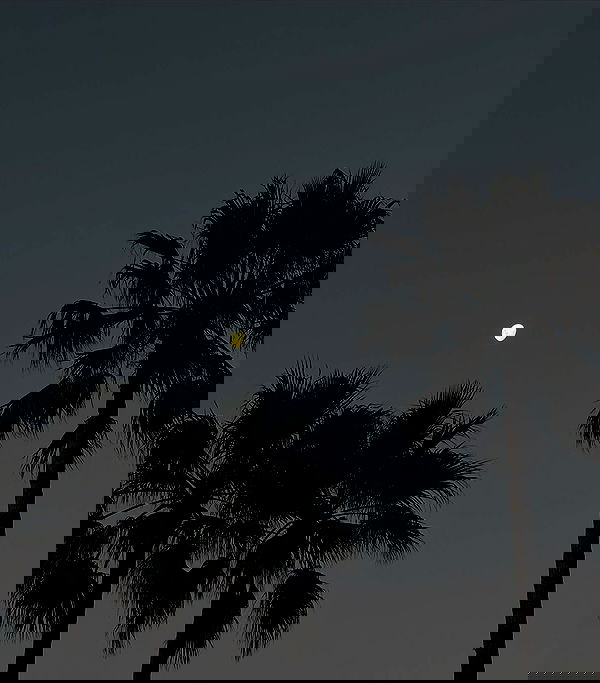 allygravemade image ~ Altpins