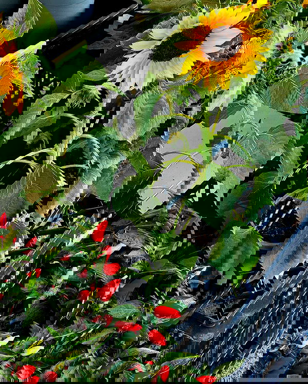 allygravemade image ~ Altpins