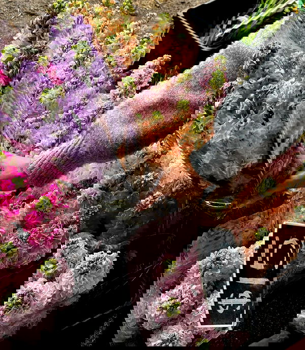 allygravemade image ~ Altpins