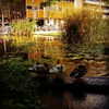 alma.almog Altpins Profile Picture
