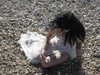 amberxswain Altpins Profile Picture