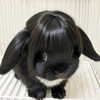 ameliimoo Altpins Profile Picture